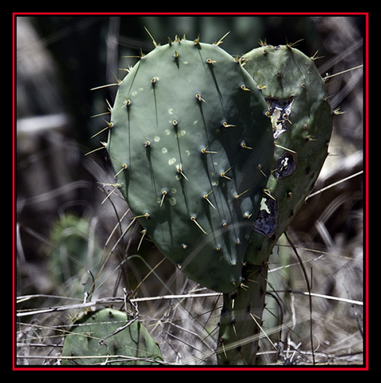 Prickly Pear Cactus Detail - Lost Maples State Natural Area - Vanderpool, Texas