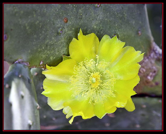 Cactus Wildflower - Fredericksburg, Texas