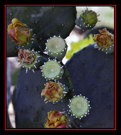 Cactus at Wild Seed Farms - Fredericksburg, Texas