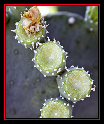 Cactus at Wild Seed Farms - Fredericksburg, Texas