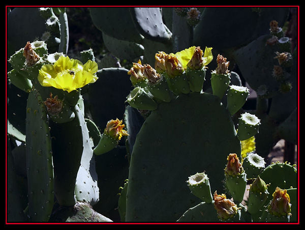 Cactus at Wild Seed Farms - Fredericksburg, Texas