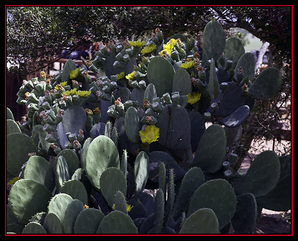 Cactus at Wild Seed Farms - Fredericksburg, Texas