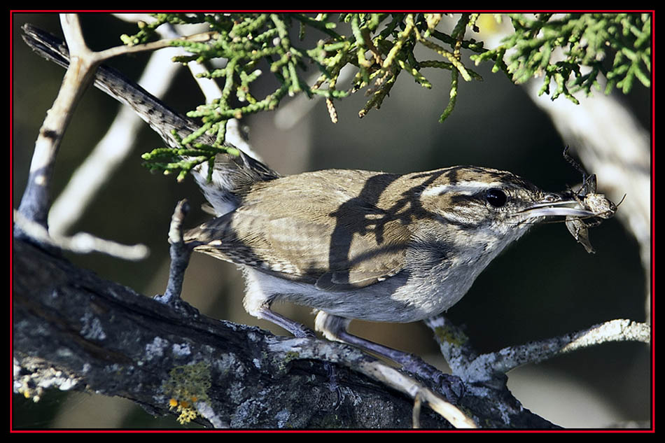 Bewick's Wren - Boerne, Texas