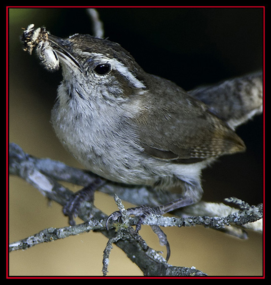 Bewick's Wren & Spider - Boerne, Texas