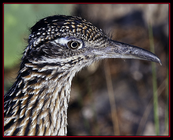 Greater Roadrunner - Boerne, Texas