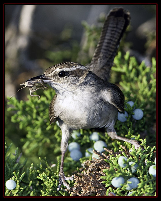 Bewick's Wren & Catch - Boerne, Texas