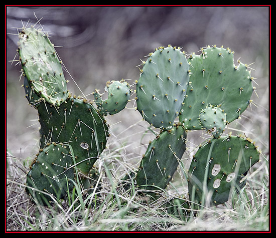 Prickly Pear Cactus Along the Roadway