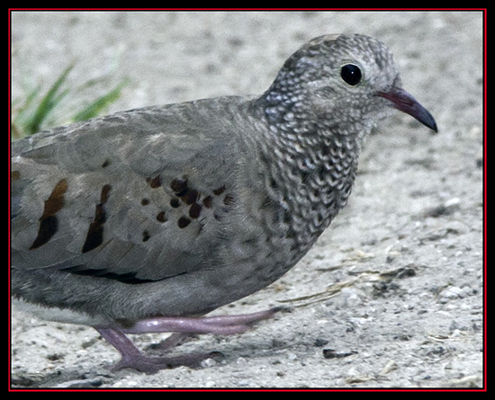 Common Ground Dove - Honey Creek State Natural Area - Spring Branch, Texas