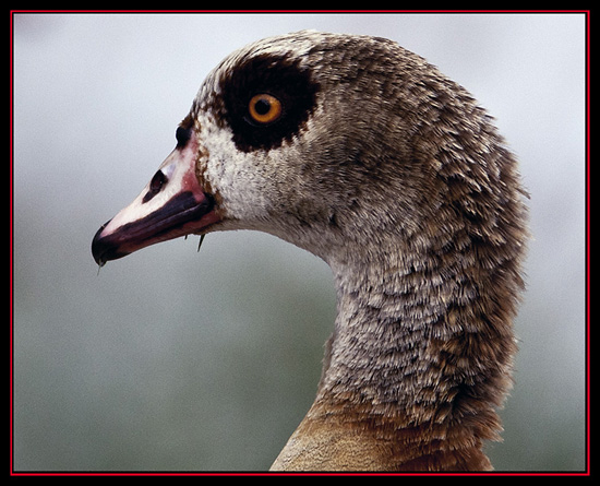 Egyptian Goose - Boerne, Texas