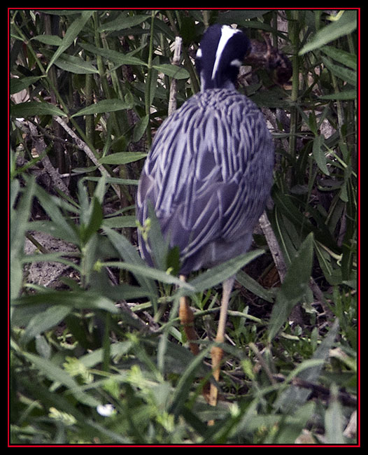 Yellow-crowned Night-Heron with Crayfish Capture - Boerne, Texas