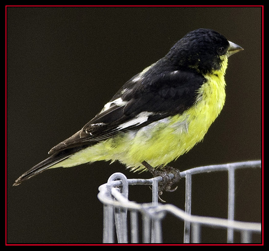 Lesser Goldfinch - Cibolo Nature Center - Boerne, Texas