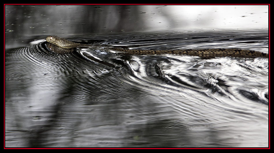 Bull Snake in the Creek - Cibolo Nature Area - Boerne, Texas 