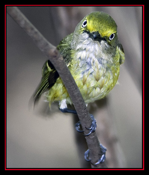 White-eyed Vireo - Friedrich Wilderness Park - San Antonio, Texas