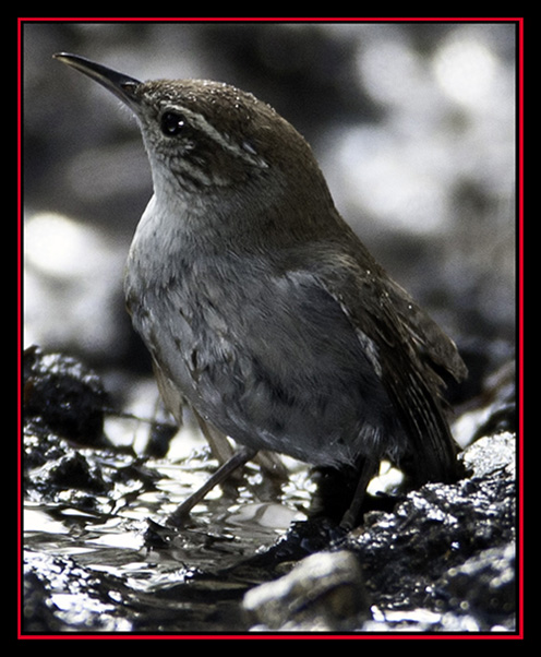 Bewick's Wren - Friedrich Wilderness Park - San Antonio, Texas