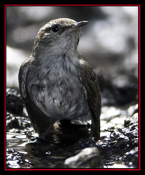 Bewick's Wren - Friedrich Wilderness Park - San Antonio, Texas