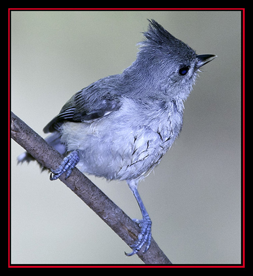 Tufted Titmouse - Friedrich Wilderness Park - San Antonio, Texas