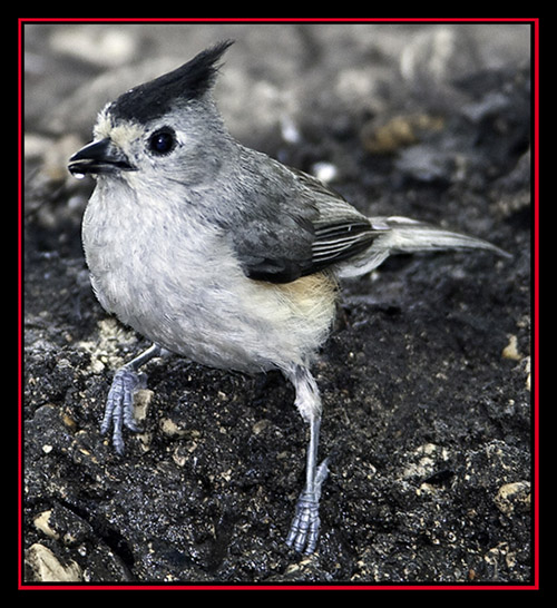 Black-crested Titmouse - Friedrich Wilderness Park - San Antonio, Texas