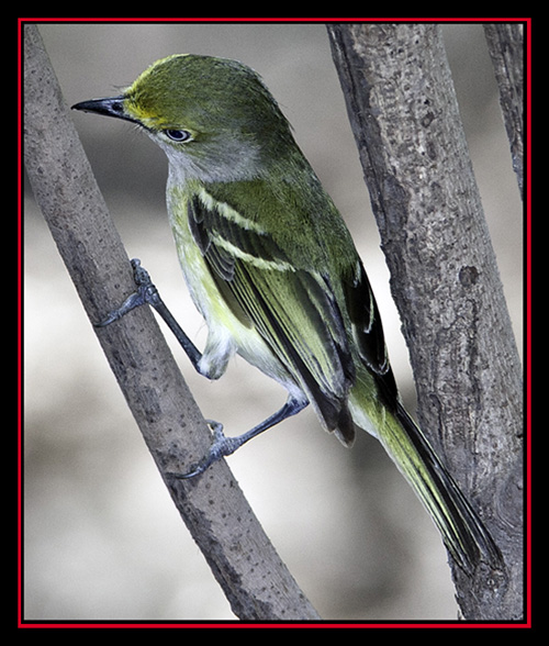 White-eyed Vireo - Friedrich Wilderness Park - San Antonio, Texas