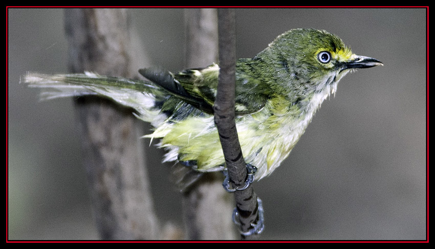 White-eyed Vireo - Friedrich Wilderness Park - San Antonio, Texas