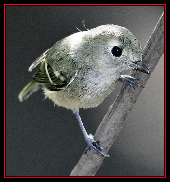 Hutton's Vireo - Friedrich Wilderness Park - San Antonio, Texas