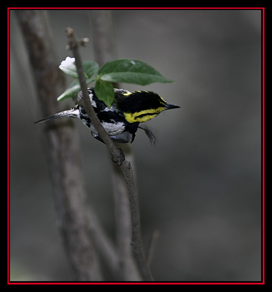 Golden-cheeked Warbler - Friedrich Wilderness Park - San Antonio, Texas