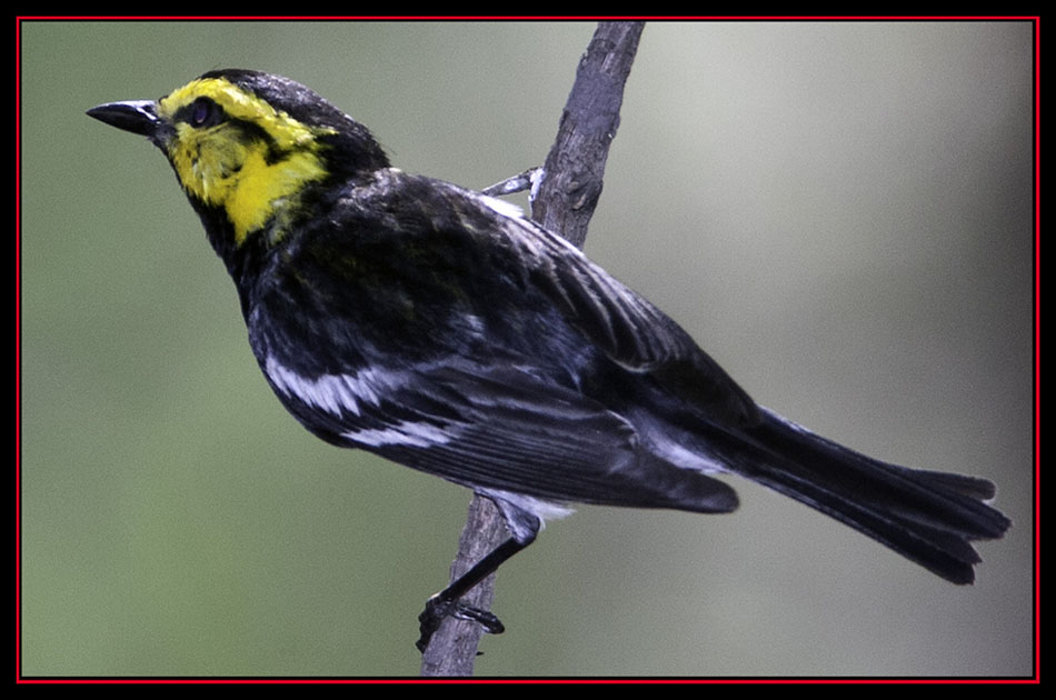 Golden-cheeked Warbler - Friedrich Wilderness Park - San Antonio, Texas