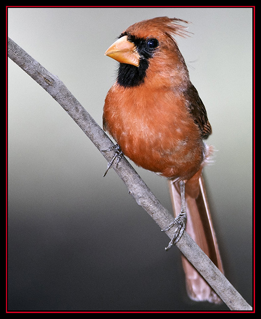 Northern Cardinal - Friedrich Wilderness Park