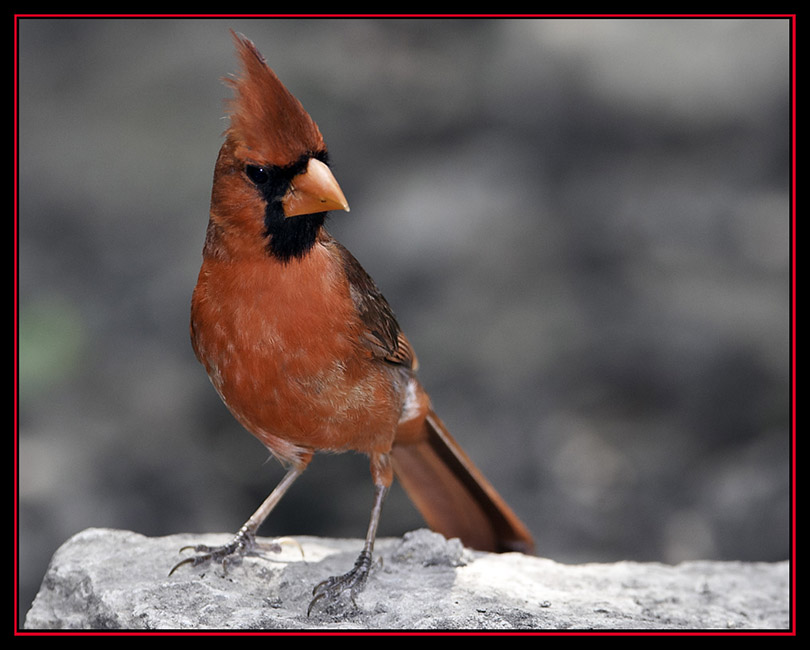Northern Cardinal - Friedrich Wilderness Park - San Antonio, Texas