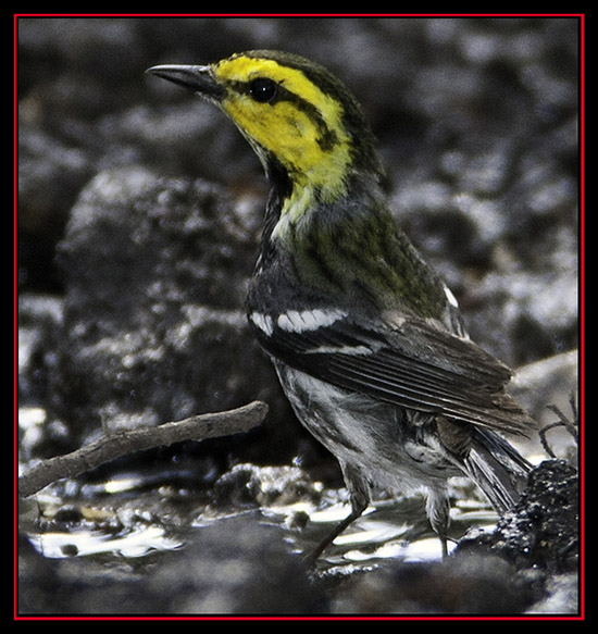 Golden-cheeked Warbler - Friedrich Wilderness Park