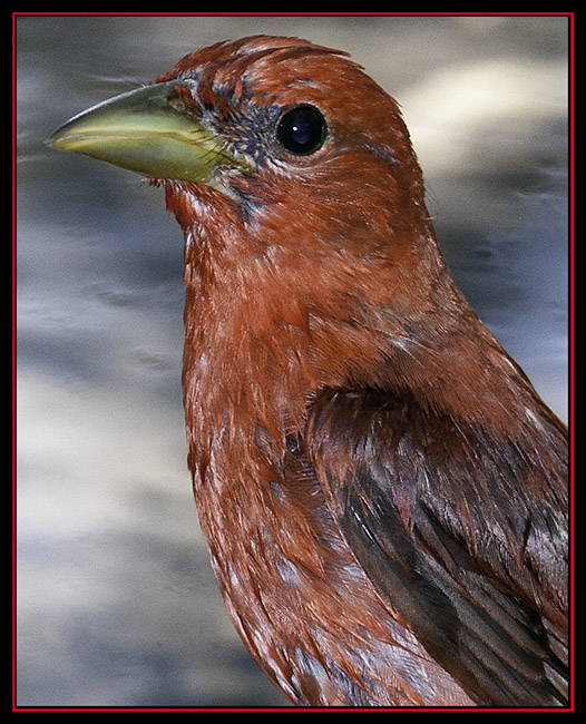 Summer Tanager - Friedrich Wilderness Park