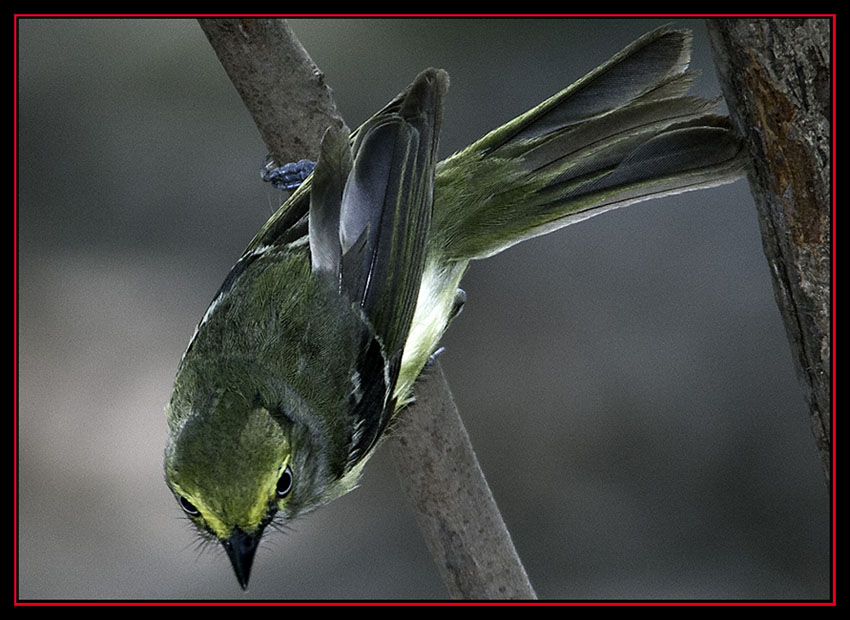 White-eyed Vireo - Friedrich Wilderness Park - San Antonio, Texas