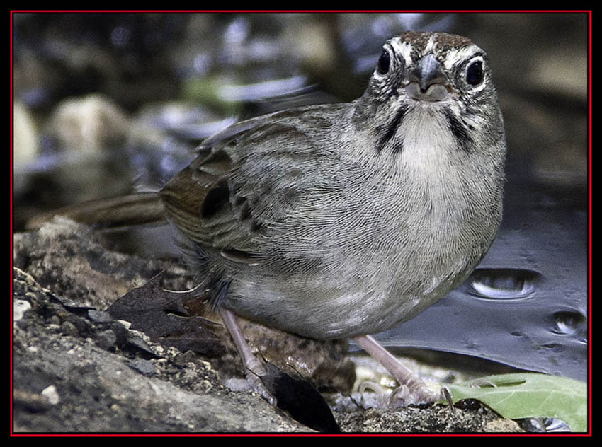 Rufous-crowned Sparrow - Friedrich Wilderness Park - San Antonio, Texas