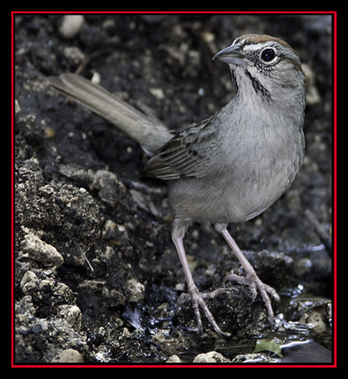 Rufous-crowned Sparrow - Friedrich Wilderness Park - San Antonio, Texas