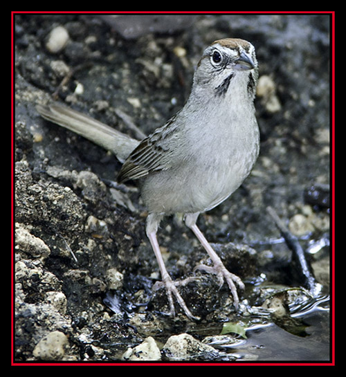 Rufous-crowned Sparrow - Friedrich Wilderness Park - San Antonio, Texas