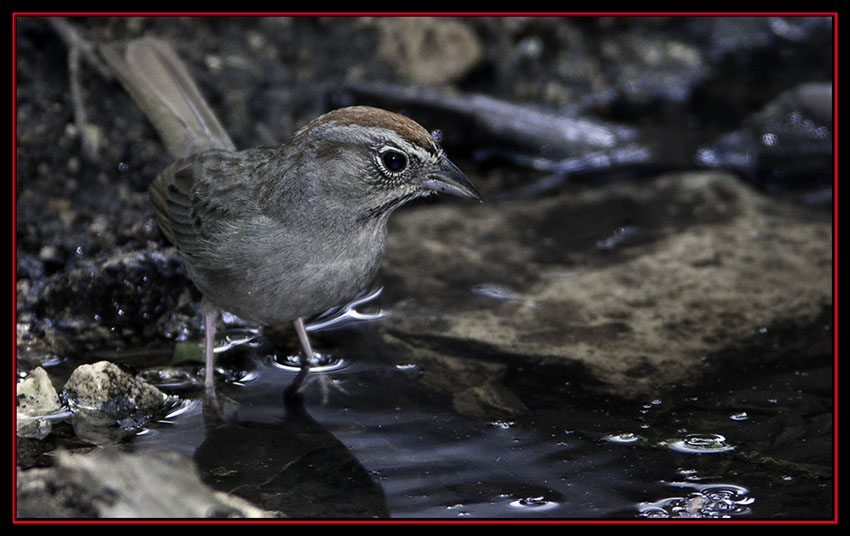 Rufous-crowned Sparrow - Friedrich Wilderness Park - San Antonio, Texas