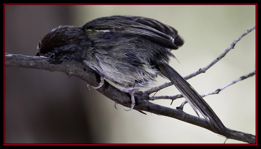 Rufous-crowned Sparrow Drying Out - Friedrich Wilderness Park - San Antonio, Texas