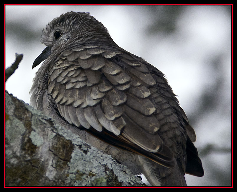 Inca Dove - Friedrich Wilderness Park