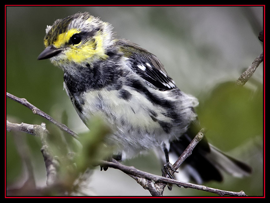 Golden-cheeked Warbler - Friedrich Wilderness Park - San Antonio, Texas