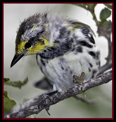 Golden-cheeked Warbler - Friedrich Wilderness Park - San Antonio, Texas
