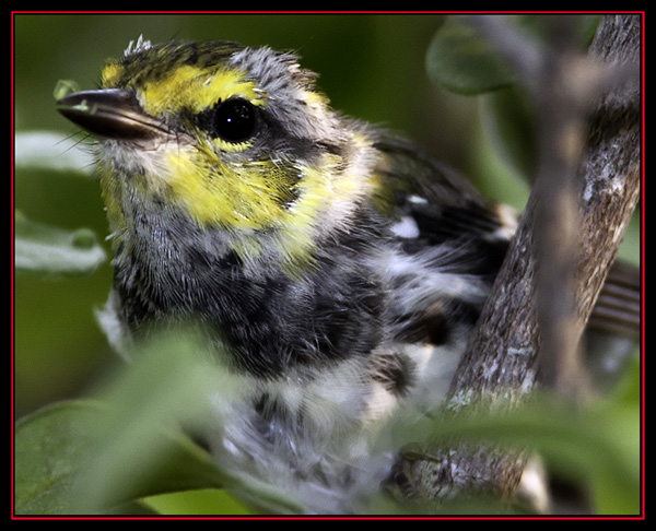 Golden-cheeked Warbler - Friedrich Wilderness Park - San Antonio, Texas