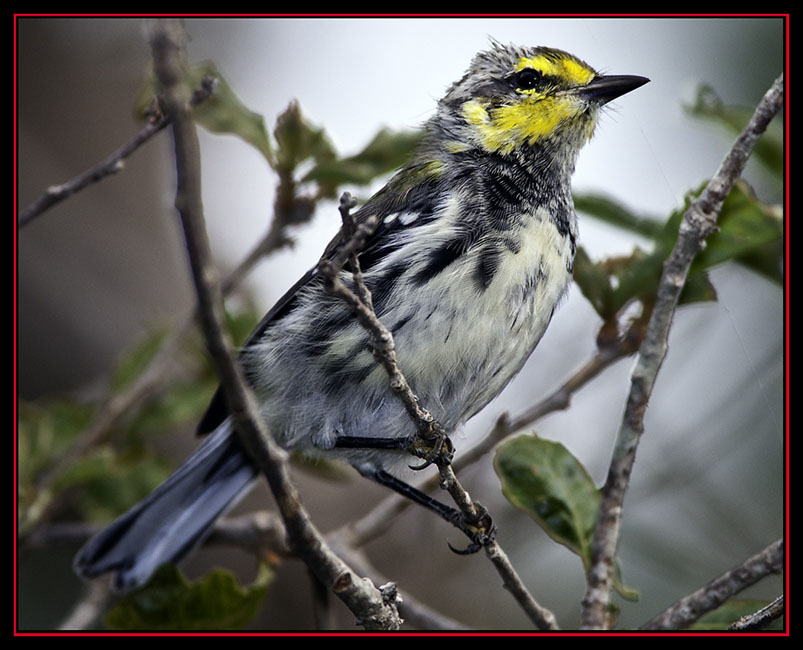 Golden-cheeked Warbler - Friedrich Wilderness Park - San Antonio, Texas