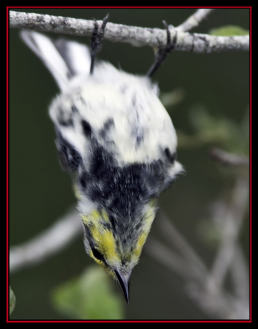 Golden-cheeked Warbler Hanging Around - Friedrich Wilderness Park - San Antonio, Texas