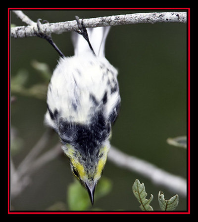 Golden-cheeked Warbler - Friedrich Wilderness Park - San Antonio, Texas