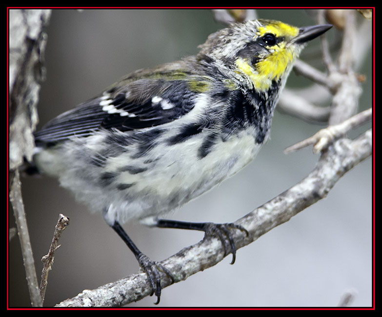 Golden-cheeked Warbler - Friedrich Wilderness Park - San Antonio, Texas