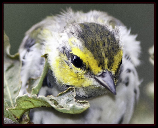 Golden-cheeked Warbler - Friedrich Wilderness Park - San Antonio, Texas