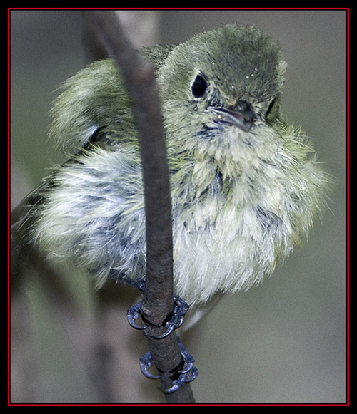 Hutton's Vireo - Friedrich Wilderness Park - San Antonio, Texas