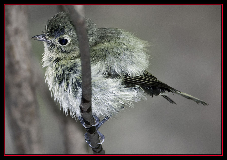 Hutton's Vireo - Friedrich Wilderness Park - San Antonio, Texas