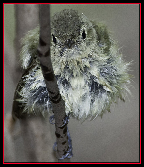 Hutton's Vireo - Friedrich Wilderness Park - San Antonio, Texas