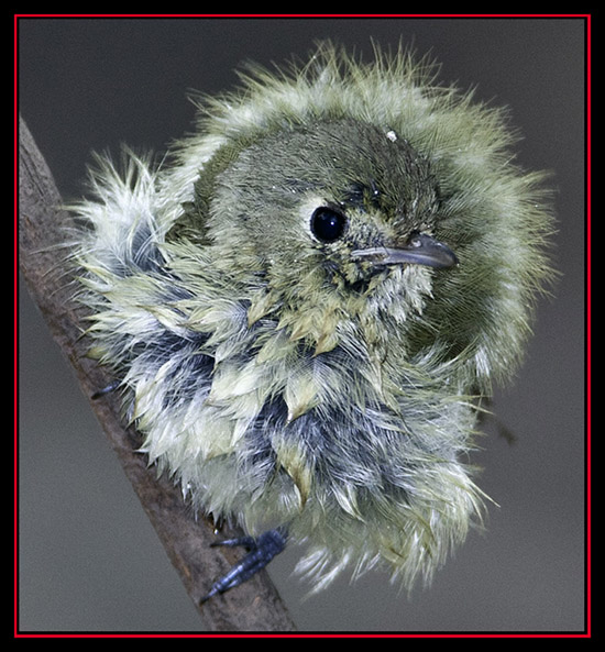 Hutton's Vireo Drying Out - Friedrich Wilderness Park - San Antonio, Texas