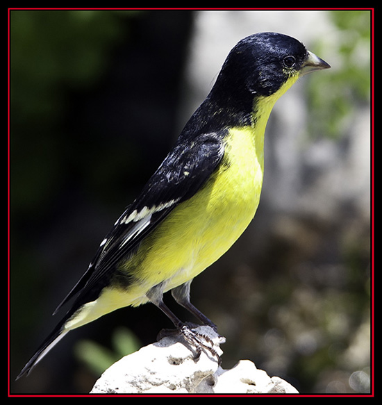 Lesser Goldfinch - Cibolo Nature Area - Boerne, Texas